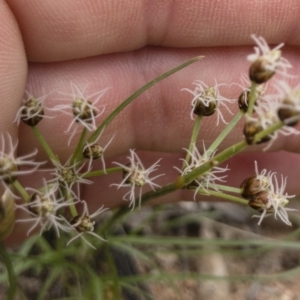 Fimbristylis dichotoma at Michelago, NSW - 23 Feb 2020