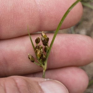 Fimbristylis dichotoma at Michelago, NSW - 23 Feb 2020