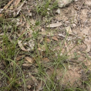 Fimbristylis dichotoma at Michelago, NSW - 23 Feb 2020