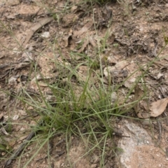 Fimbristylis dichotoma at Illilanga & Baroona - 23 Feb 2020