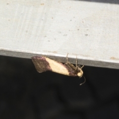 Eulechria heliophanes (A Concealer moth) at Bredbo, NSW - 12 Jan 2020 by Illilanga