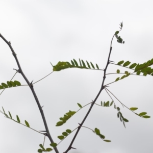 Gleditsia triacanthos at Wamboin, NSW - 1 Feb 2020