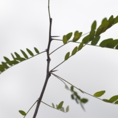 Gleditsia triacanthos at Wamboin, NSW - 1 Feb 2020