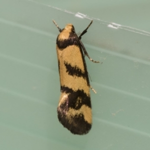 Olbonoma triptycha at Michelago, NSW - 22 Nov 2019 09:58 AM