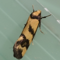 Olbonoma triptycha at Michelago, NSW - 22 Nov 2019 09:58 AM