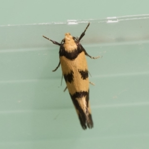 Olbonoma triptycha at Michelago, NSW - 22 Nov 2019 09:58 AM