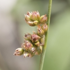 Juncus subsecundus (Finger Rush) at Michelago, NSW - 9 Mar 2020 by Illilanga