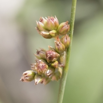 Juncus subsecundus (Finger Rush) at Michelago, NSW - 9 Mar 2020 by Illilanga
