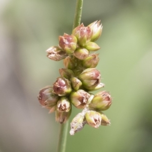 Juncus subsecundus at Illilanga & Baroona - 9 Mar 2020