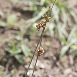 Juncus subsecundus at Illilanga & Baroona - 9 Mar 2020