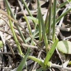 Juncus subsecundus at Illilanga & Baroona - 9 Mar 2020