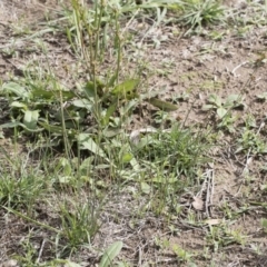 Juncus subsecundus at Illilanga & Baroona - 9 Mar 2020