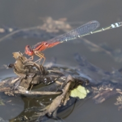 Xanthagrion erythroneurum (Red & Blue Damsel) at Michelago, NSW - 29 Feb 2020 by Illilanga