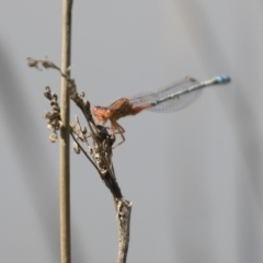 Xanthagrion erythroneurum (Red & Blue Damsel) at Michelago, NSW - 29 Feb 2020 by Illilanga