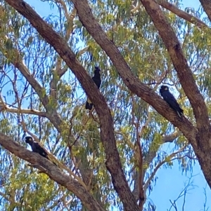 Zanda funerea at Watson, ACT - 15 Mar 2020 12:42 PM