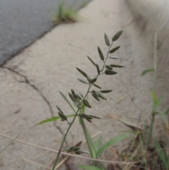 Eragrostis cilianensis (Stinkgrass) at Conder, ACT - 7 Mar 2020 by MichaelBedingfield