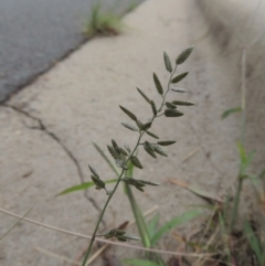 Eragrostis cilianensis (Stinkgrass) at Conder, ACT - 7 Mar 2020 by michaelb