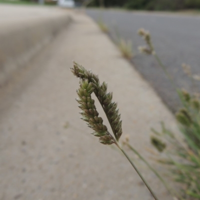 Eleusine tristachya (Goose Grass, Crab Grass, American Crows-Foot Grass) at Conder, ACT - 7 Mar 2020 by michaelb