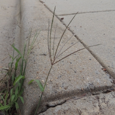 Digitaria sanguinalis (Summer Grass) at Conder, ACT - 7 Mar 2020 by MichaelBedingfield