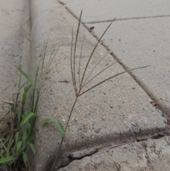 Digitaria sanguinalis (Summer Grass) at Conder, ACT - 7 Mar 2020 by michaelb