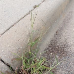 Digitaria sanguinalis at Conder, ACT - 7 Mar 2020