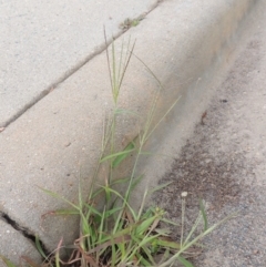 Digitaria sanguinalis at Conder, ACT - 7 Mar 2020