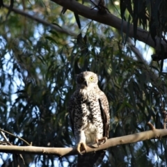 Ninox strenua (Powerful Owl) at Wingecarribee Local Government Area - 18 Mar 2020 by pdmantis
