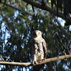 Ninox strenua (Powerful Owl) at Bowral - 18 Mar 2020 by pdmantis