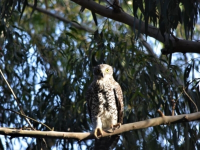 Ninox strenua (Powerful Owl) at Bowral, NSW - 18 Mar 2020 by pdmantis