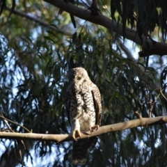 Ninox strenua at Bowral, NSW - 18 Mar 2020