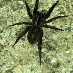 Lycosidae (family) (Wolf spider) at Aranda, ACT - 18 Mar 2020 by Jubeyjubes