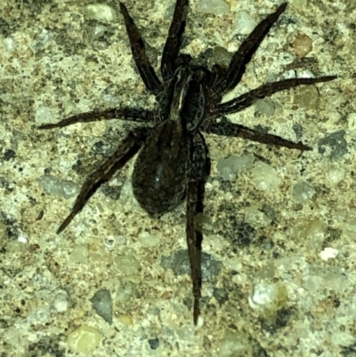Lycosidae (family) (Wolf spider) at Aranda, ACT - 18 Mar 2020 by Jubeyjubes