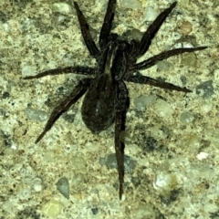 Unidentified Spider (Araneae) at Aranda, ACT - 18 Mar 2020 by Jubeyjubes