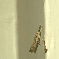 Culladia cuneiferellus (Crambinae moth) at Aranda, ACT - 18 Mar 2020 by Jubeyjubes
