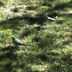 Psephotus haematonotus (Red-rumped Parrot) at Parkes, ACT - 18 Mar 2020 by Jubeyjubes