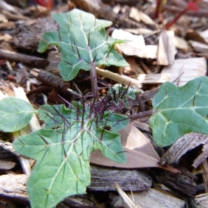 Solanum pungetium at Tathra Public School - 18 Mar 2020 09:20 AM