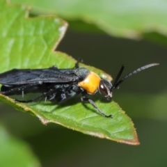 Ferreola handschini (Orange-collared Spider Wasp) at ANBG - 12 Mar 2020 by TimL