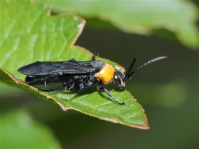 Ferreola handschini (Orange-collared Spider Wasp) at Acton, ACT - 12 Mar 2020 by TimL