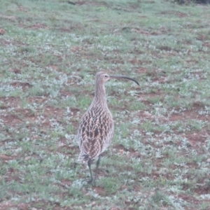 Numenius madagascariensis at Mount Clear, ACT - 11 Mar 2020