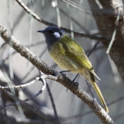 Nesoptilotis leucotis (White-eared Honeyeater) at Majura, ACT - 17 Mar 2020 by jbromilow50