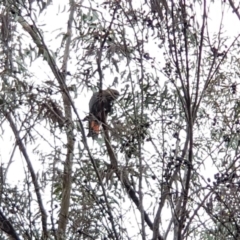 Calyptorhynchus lathami lathami (Glossy Black-Cockatoo) at Ben Boyd National Park - 5 Mar 2020 by Allan