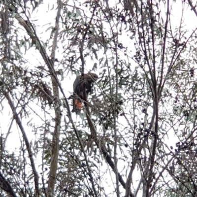 Calyptorhynchus lathami lathami (Glossy Black-Cockatoo) at Eden, NSW - 5 Mar 2020 by Allan