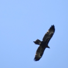 Aquila audax (Wedge-tailed Eagle) at Burradoo, NSW - 19 Mar 2020 by GlossyGal