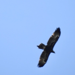 Aquila audax at Burradoo, NSW - suppressed