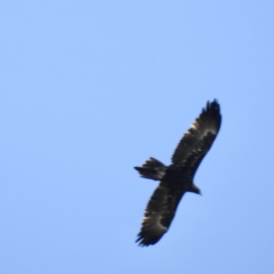 Aquila audax (Wedge-tailed Eagle) at Burradoo - 19 Mar 2020 by GlossyGal
