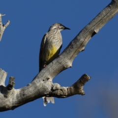 Anthochaera carunculata (Red Wattlebird) at Mount Ainslie - 17 Mar 2020 by jb2602