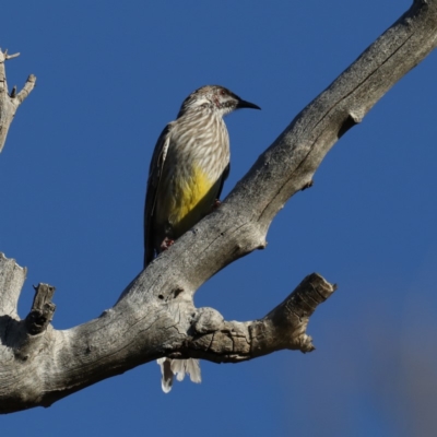 Anthochaera carunculata (Red Wattlebird) at Majura, ACT - 17 Mar 2020 by jb2602