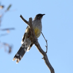 Anthochaera carunculata at Majura, ACT - 17 Mar 2020