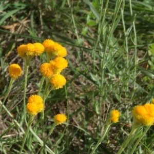 Chrysocephalum apiculatum at Florey, ACT - 19 Mar 2020