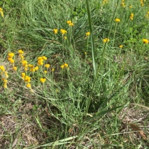 Chrysocephalum apiculatum at Florey, ACT - 19 Mar 2020